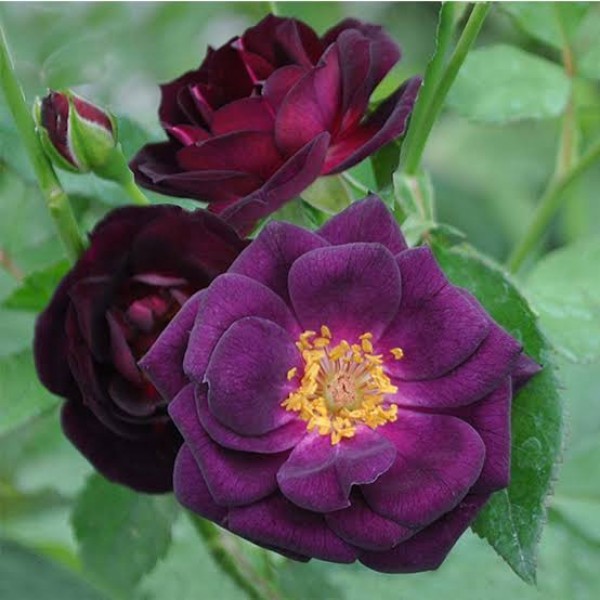 Rose Purple Plant